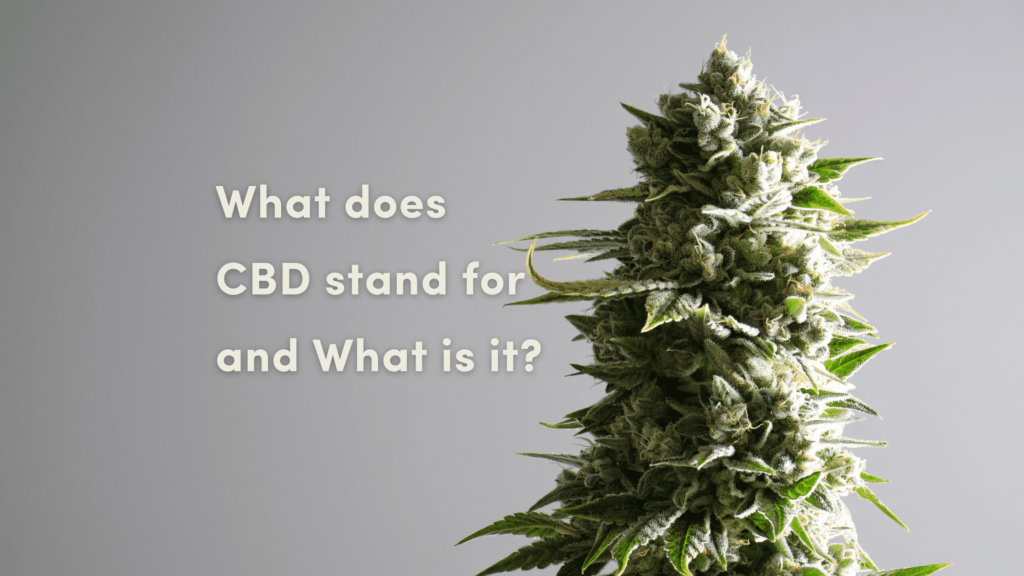what does cbd stand for and what is it?